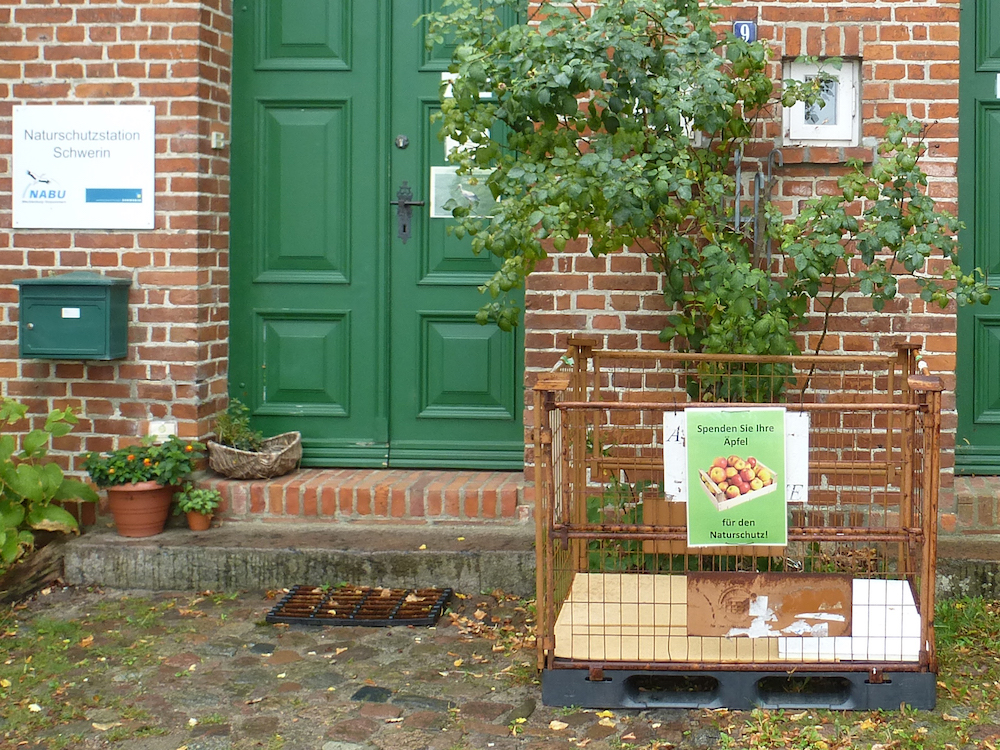 Caritas und Naturschutzstation Schwerin sammeln Äpfel für den guten Zweck